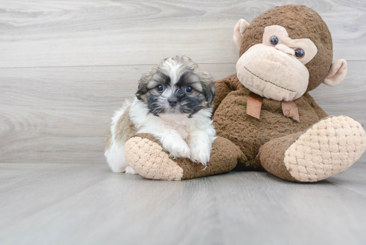 Meet Rossi - our Teddy Bear Puppy Photo 1/3 - Premier Pups