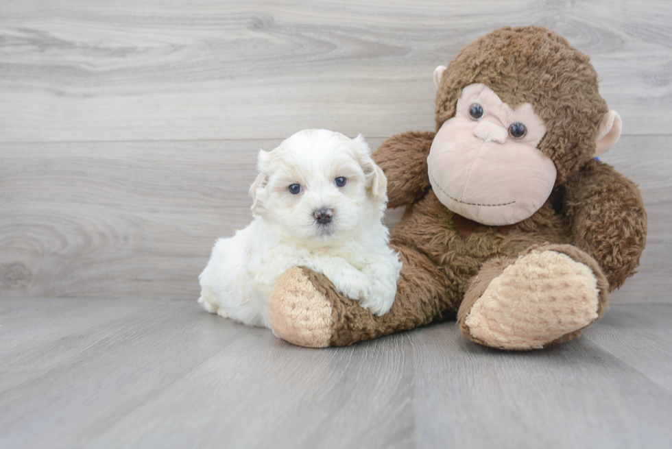 Meet Rossi - our Teddy Bear Puppy Photo 2/3 - Premier Pups