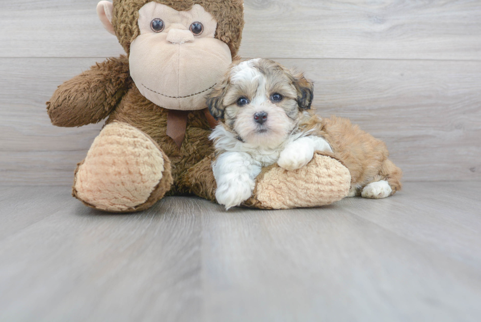 Meet Rossi - our Teddy Bear Puppy Photo 2/3 - Premier Pups