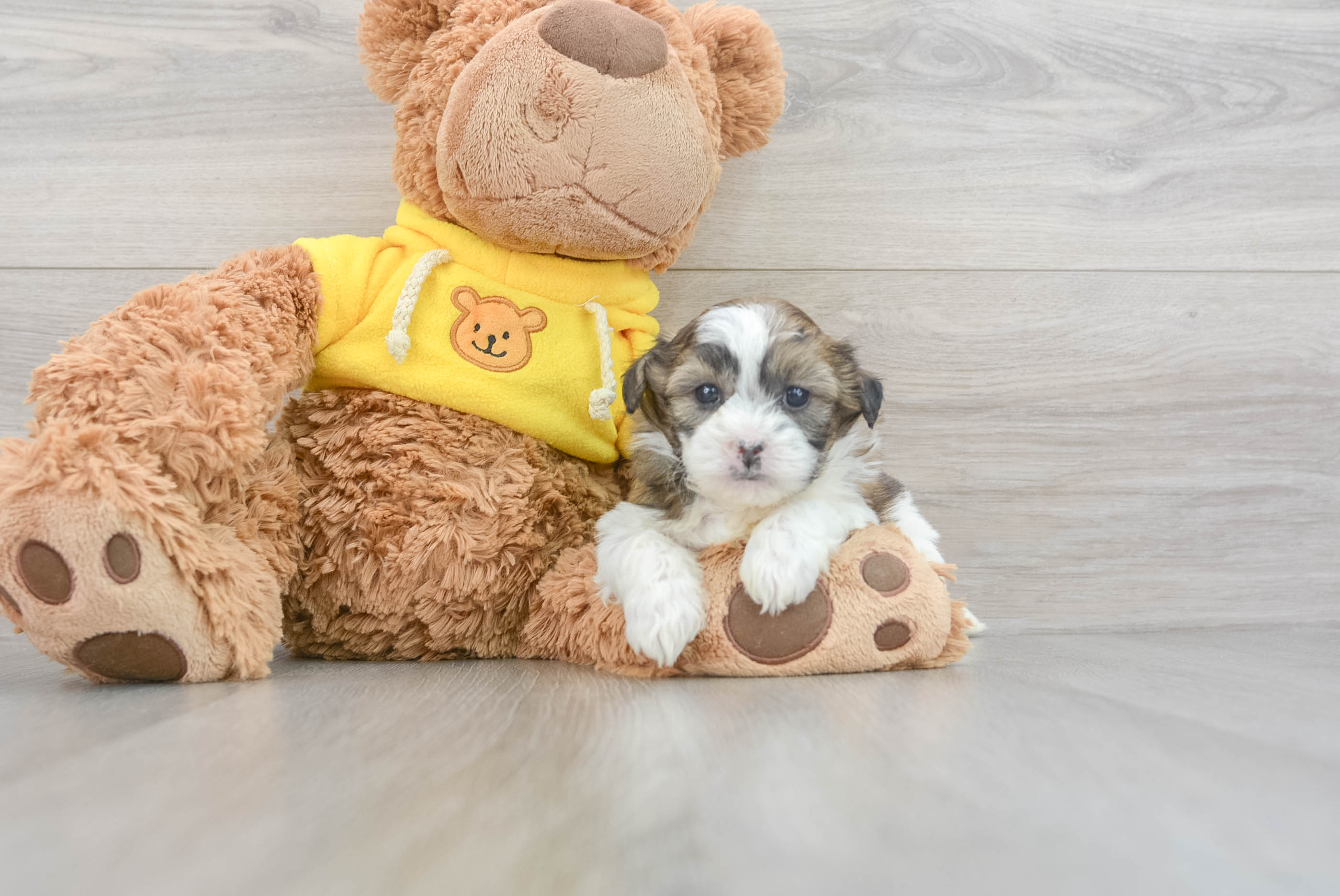 Cheap teddy bear puppies hotsell for sale