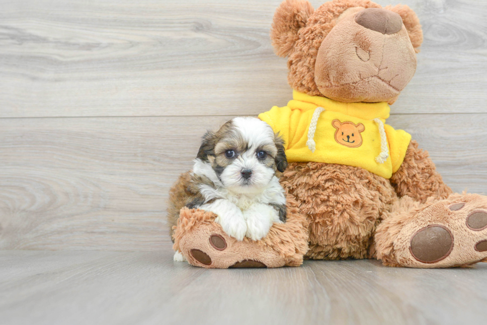 Hypoallergenic Shichon Designer Puppy