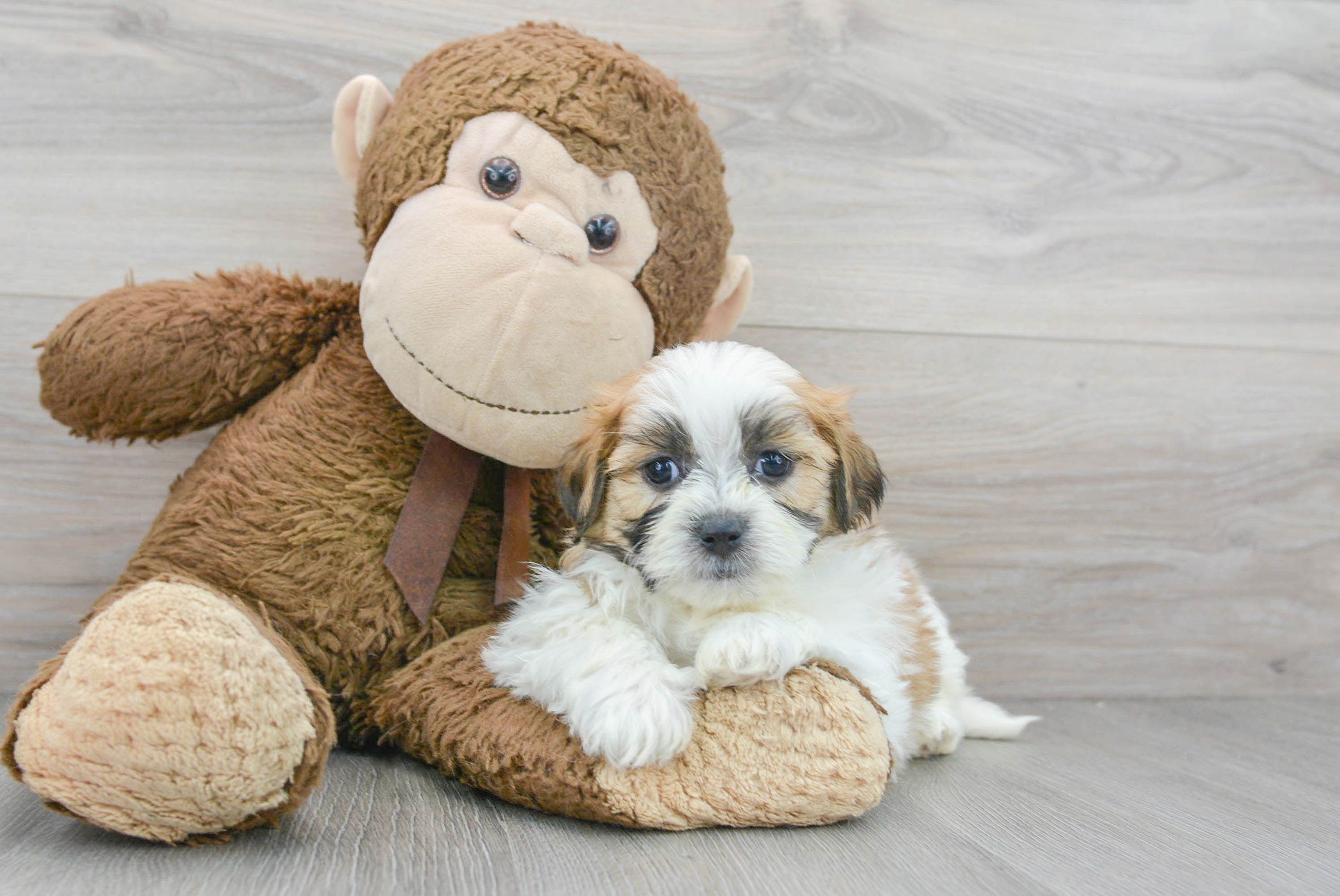 teddy bear puppies for sale midwest