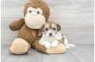 Adorable Shit Designer Puppy