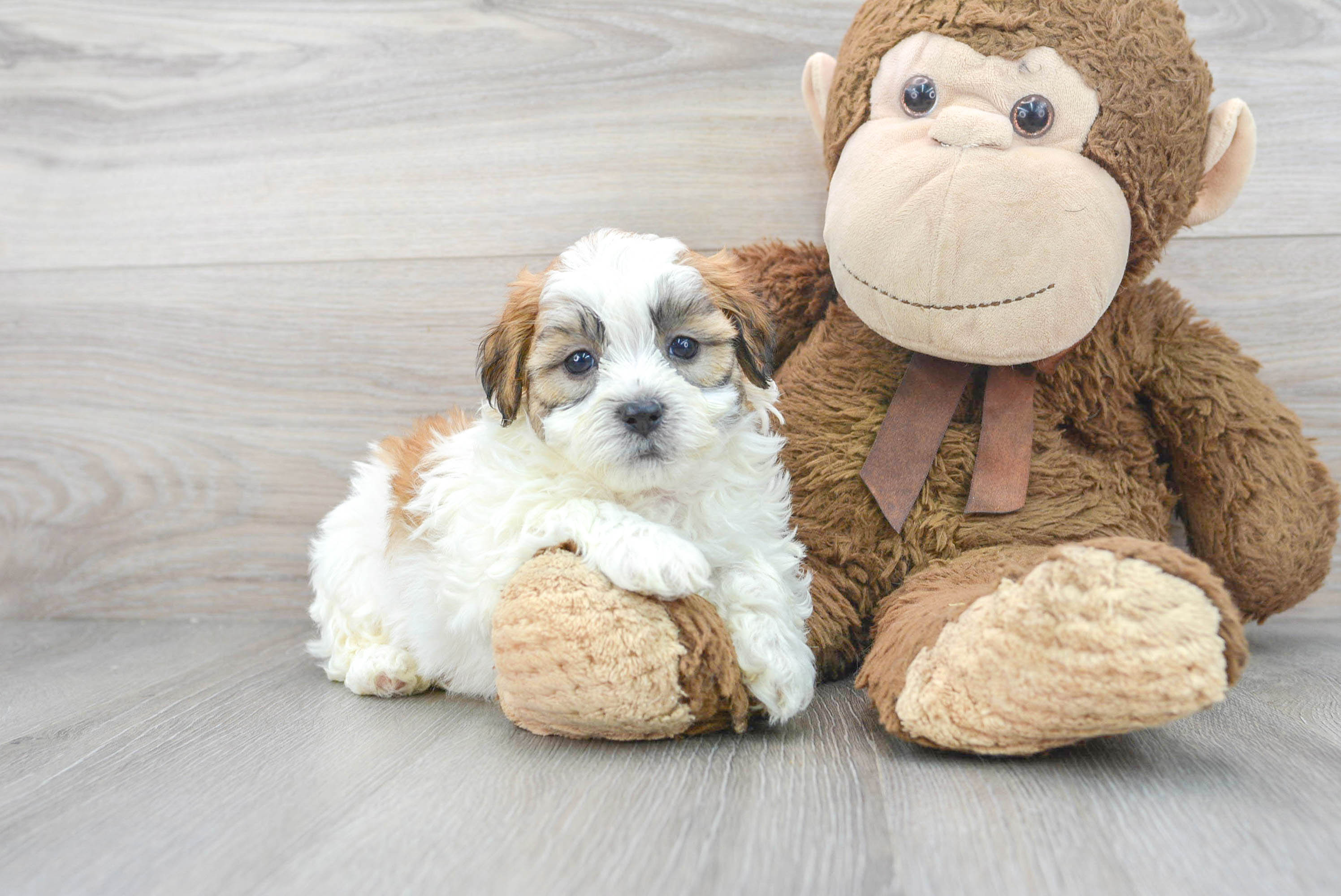 teddy bear puppies for sale midwest