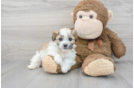 Petite Teddy Bear Designer Pup
