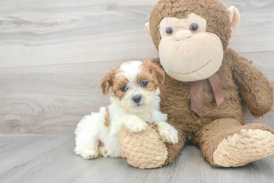 Teddy Bear Pup Being Cute