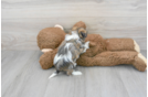Teddy Bear Puppy for Adoption