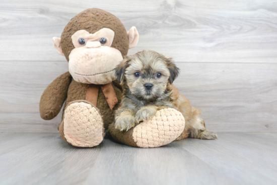 Petite Teddy Bear Designer Pup