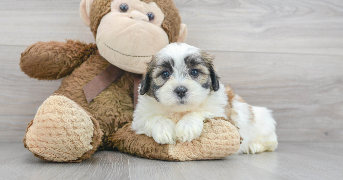 Popular Teddy Bear Sosa: 4lb 9oz Designer Puppy