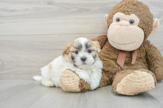 Best Teddy Bear Baby