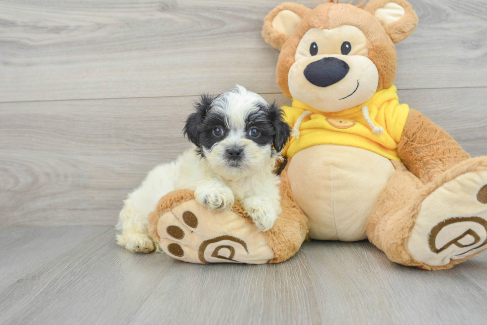 Friendly Teddy Bear Stanley: 4lb 12oz Designer Puppy