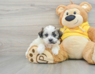 8 week old Teddy Bear Puppy For Sale - Premier Pups