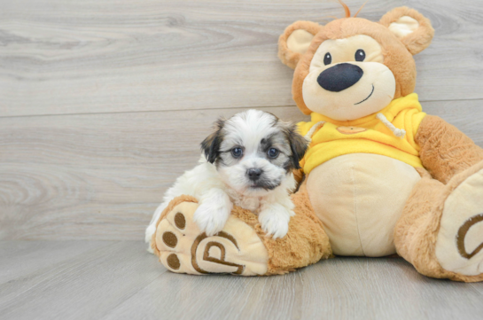 Teddy Bear Puppy for Adoption