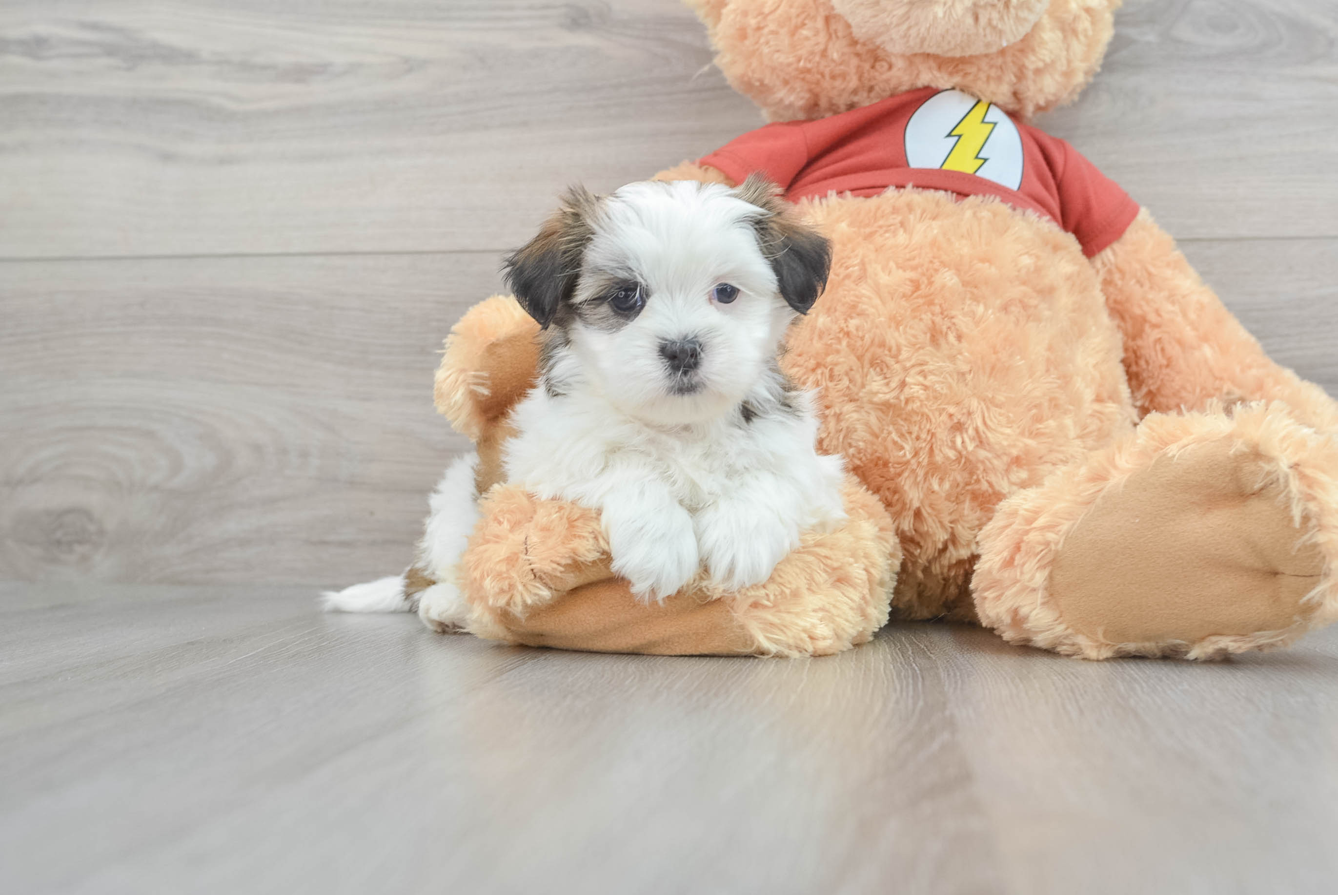 Teacup teddy bear puppies cheap for sale near me