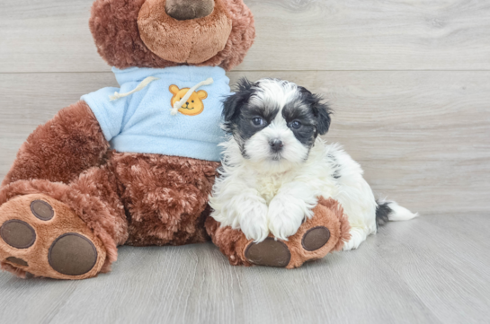 Smart Teddy Bear Designer Pup