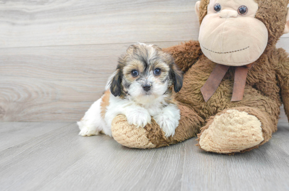7 week old Teddy Bear Puppy For Sale - Premier Pups