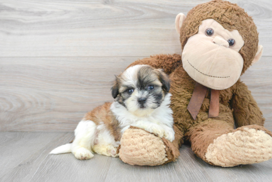 Teddy Bear Pup Being Cute