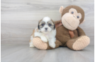 Meet Theo - our Teddy Bear Puppy Photo 2/3 - Premier Pups