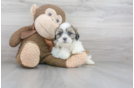 Meet Theo - our Teddy Bear Puppy Photo 1/3 - Premier Pups