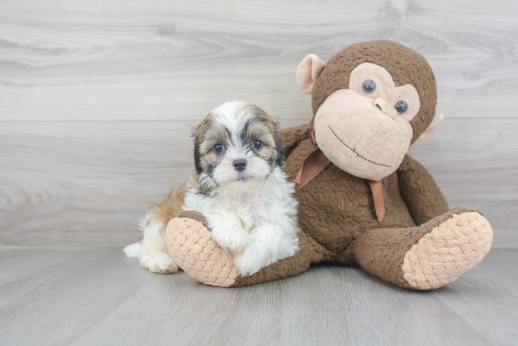 Meet Toby - our Teddy Bear Puppy Photo 2/3 - Premier Pups