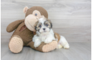 Meet Toby - our Teddy Bear Puppy Photo 1/3 - Premier Pups