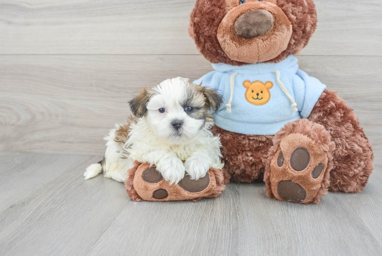 teddy bear dog hypoallergenic