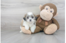Meet Ty - our Teddy Bear Puppy Photo 2/3 - Premier Pups
