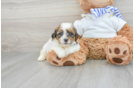 Teddy Bear Pup Being Cute