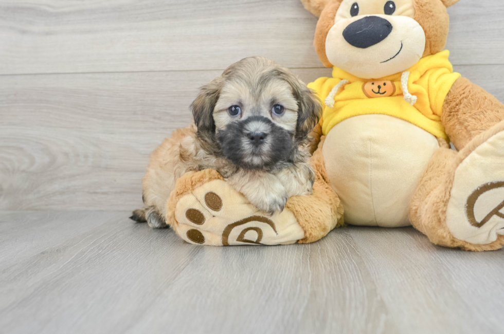5 week old Teddy Bear Puppy For Sale - Premier Pups