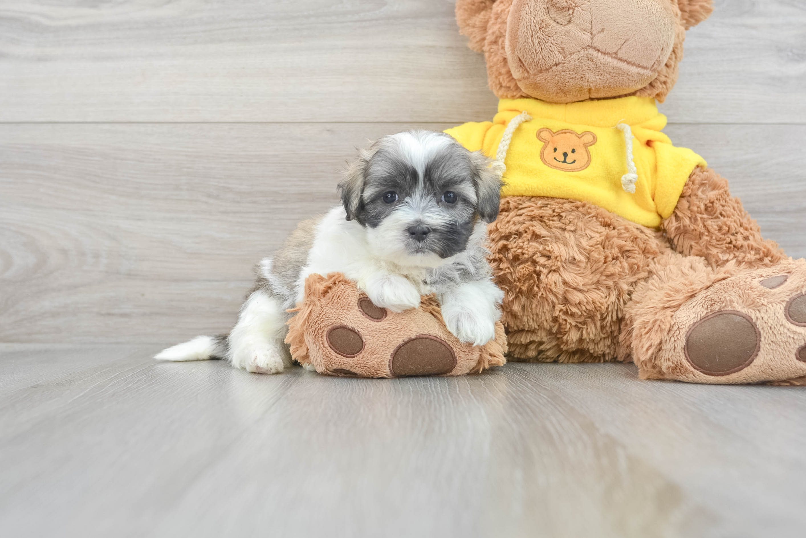 Mini teddy bear shop puppies for sale