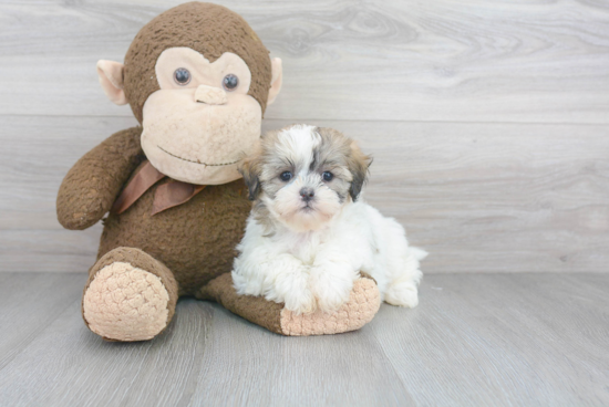 Teddy Bear Pup Being Cute