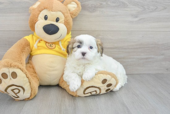 Friendly Teddy Bear Baby