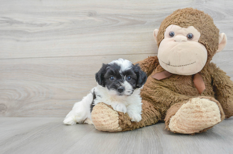 5 week old Teddy Bear Puppy For Sale - Premier Pups