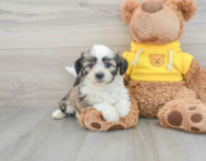 8 week old Teddy Bear Puppy For Sale - Premier Pups