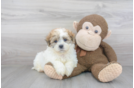 Meet Vinson - our Teddy Bear Puppy Photo 2/3 - Premier Pups