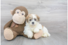Meet Vinson - our Teddy Bear Puppy Photo 1/3 - Premier Pups
