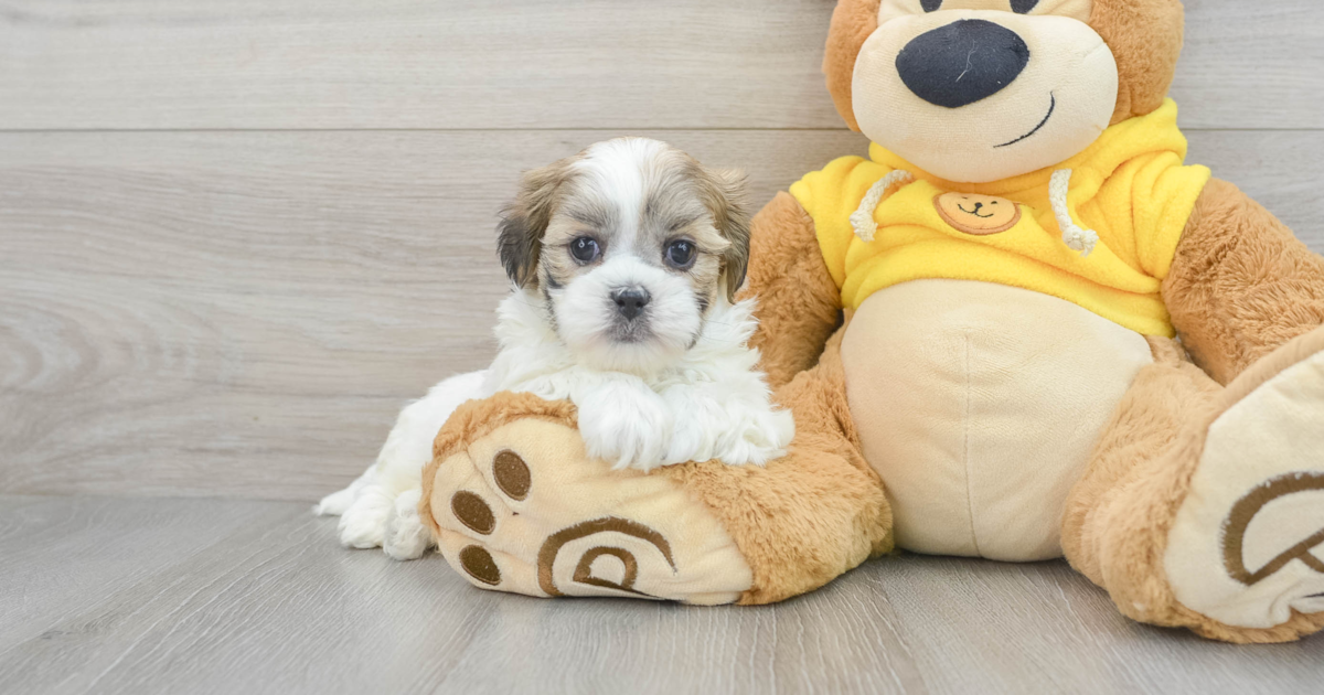 Playful Teddy Bear Virginia: 3lb 12oz Designer Puppy