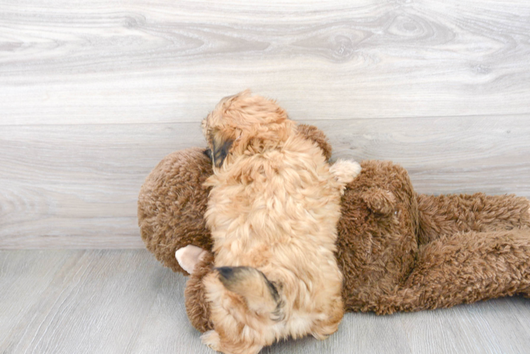 Meet Virginia - our Teddy Bear Puppy Photo 3/3 - Premier Pups