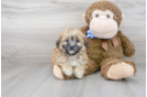 Meet Virginia - our Teddy Bear Puppy Photo 2/3 - Premier Pups