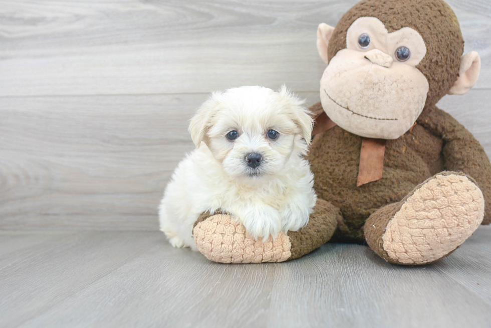 Meet Vito - our Teddy Bear Puppy Photo 1/3 - Premier Pups