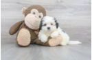Meet Vivian - our Teddy Bear Puppy Photo 1/3 - Premier Pups