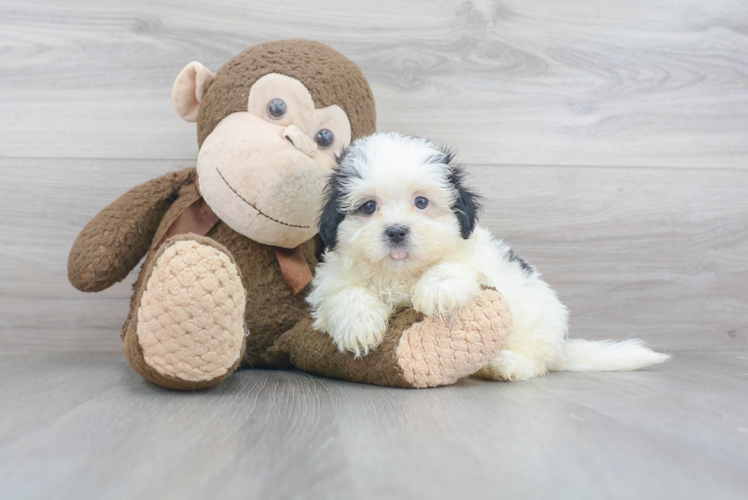 Meet Vivian - our Teddy Bear Puppy Photo 1/3 - Premier Pups