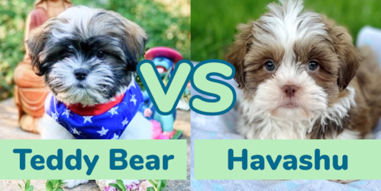 Teddy Bear vs Havashu Comparison