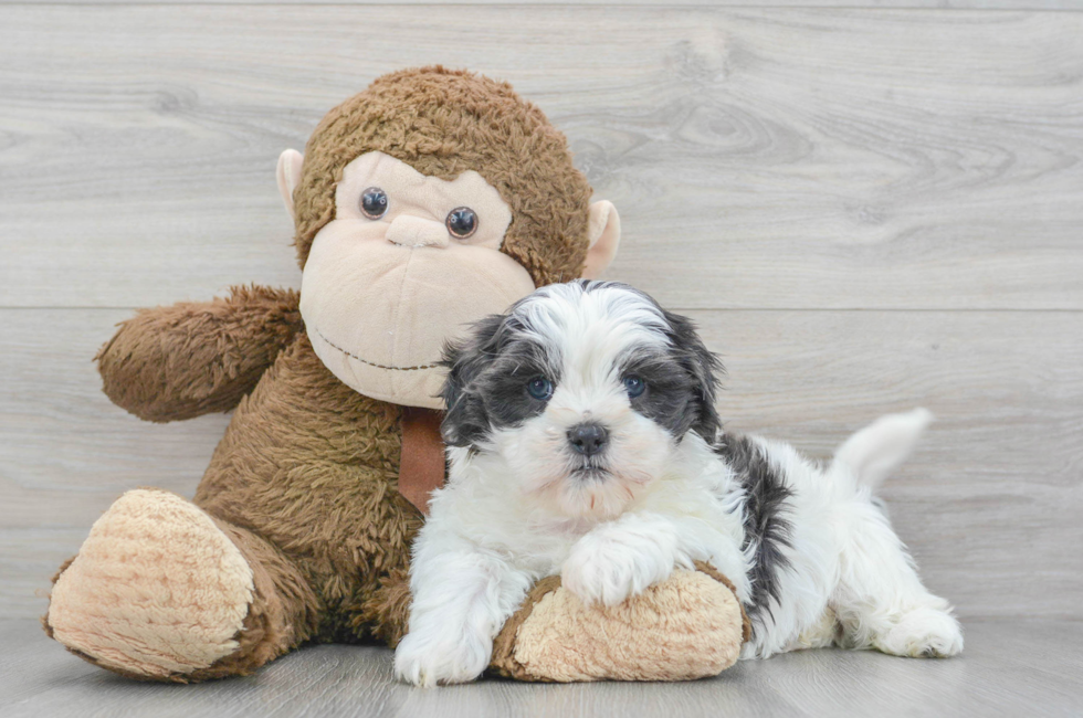 are teddy bear dogs smart