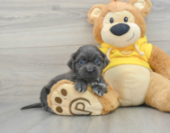 9 week old Teddy Bear Puppy For Sale - Premier Pups