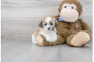 Meet Xena - our Teddy Bear Puppy Photo 1/3 - Premier Pups