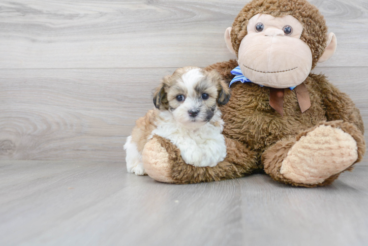 Meet Xena - our Teddy Bear Puppy Photo 1/3 - Premier Pups