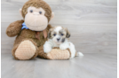 Meet Xena - our Teddy Bear Puppy Photo 2/3 - Premier Pups