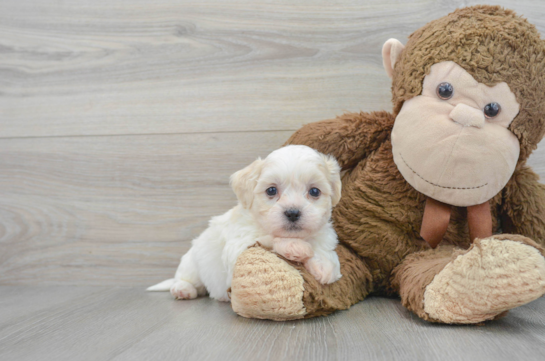 Teddy Bear Pup Being Cute