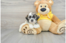 Hypoallergenic Shi Chon Designer Puppy